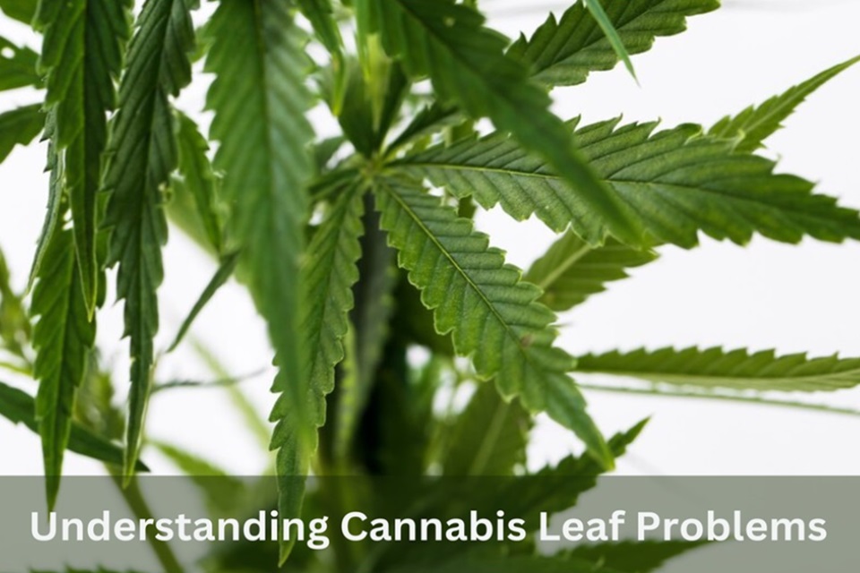 Cannabis Leaves