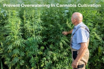 Cannabis Overwatering