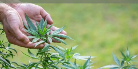 Therapeutic Potential Of Hemp