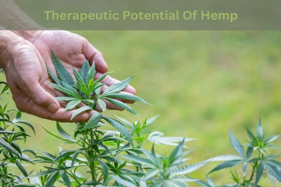 Therapeutic Potential Of Hemp