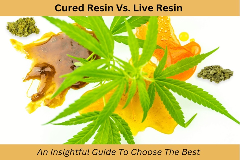 Cured Resin Vs. Live Resin